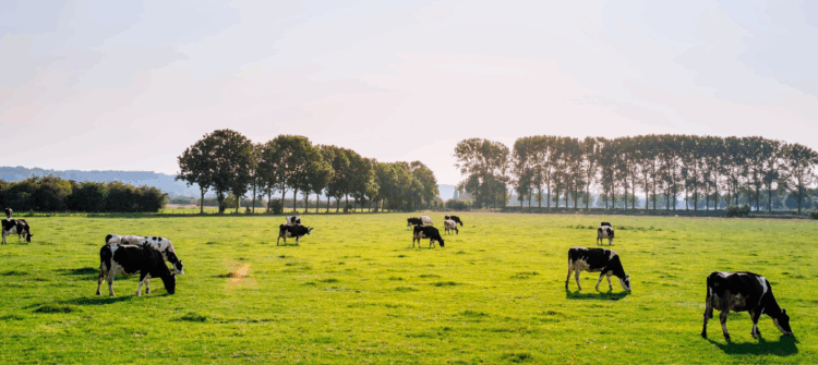 Do Campo à Mesa: Sustentabilidade em Foco