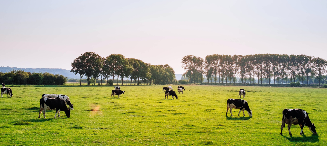 Do Campo à Mesa: Sustentabilidade em Foco