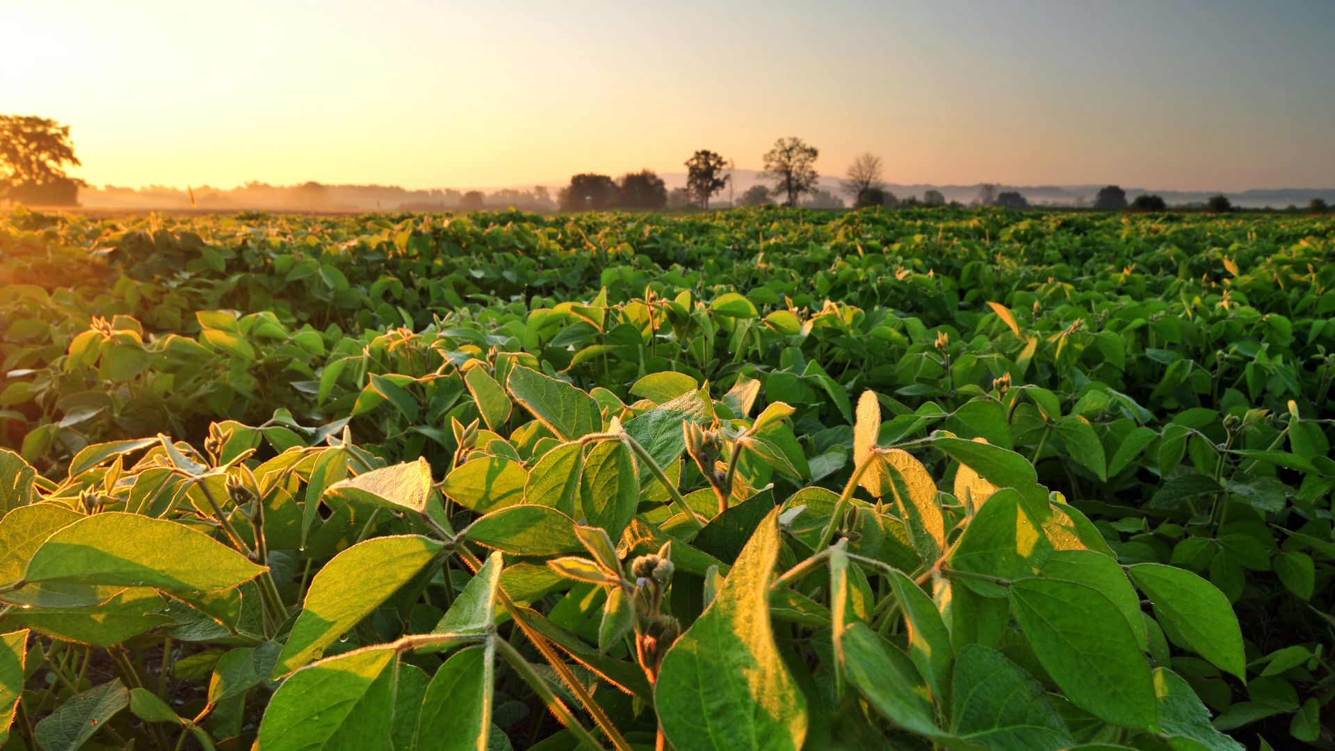 Reforçamos nosso compromisso com a produção sustentável junto com a Round Table on Responsible Soy Association